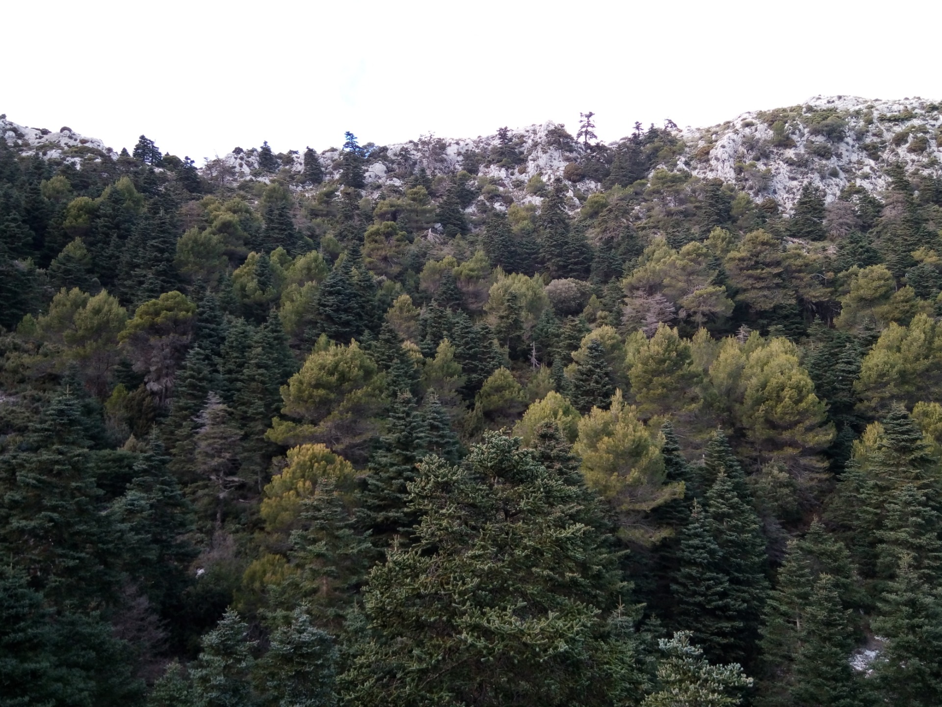Bosque de pinsapos en la Sierra de las Nieves