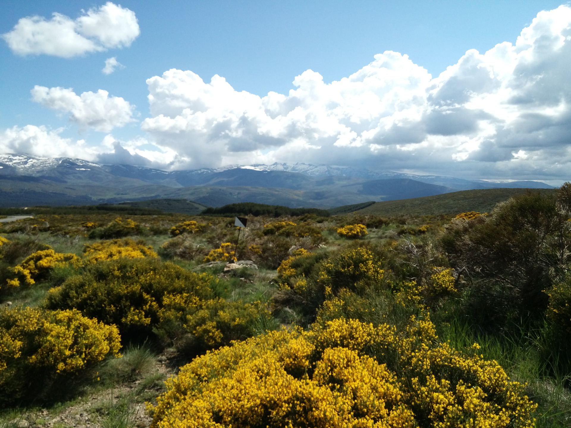 Panorámica norte de Gredos con el piorno en flor